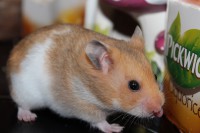 /album/photo-gallery-hamsterheaven/two-little-girls-juli-2012-014-jpg/